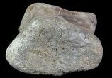 Hadrosaur Toe Bone - Alberta (Disposition #-) #71658-1